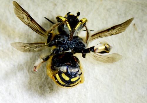 Anthidium manicatum